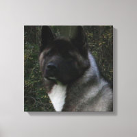akita pinto svart mask