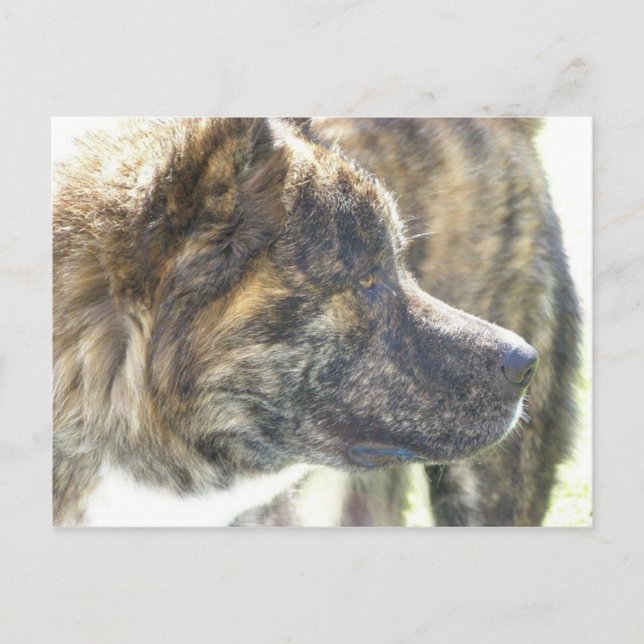 Akita-postkort Vykort (Framsida)