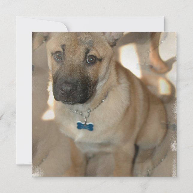 Akita Puppy-inbjudan Inbjudningar (Framsida)