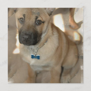 Akita Puppy-inbjudan Inbjudningar