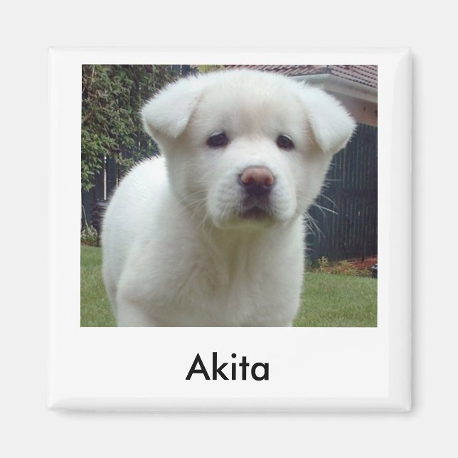 Akita Puppy Magnet (Framsidan)