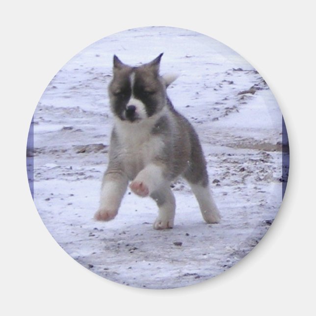 Akita Puppy Magnets Magnet (Framsidan)