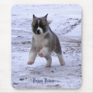 Akita valp musmatta