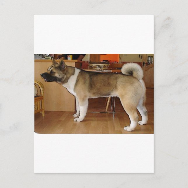 Akita Vykort (Framsida)