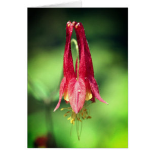 Akonitblomma Fotografi Notkort OBS Kort