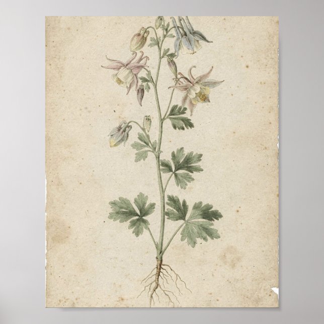 Akonitblommor Botanisk Konst Affisch (Framsidan)