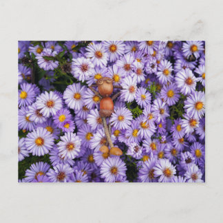 Akorn elf i blomstervykortet vykort