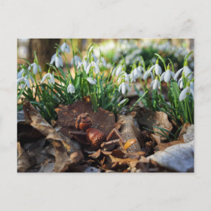 Akorn Elf med vår-snöblommor Vykort