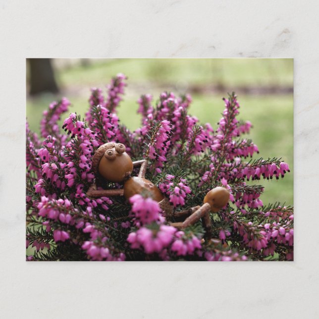 Akorn Elf på trädgårdsvykortet Vykort (Framsida)