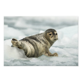 Äkta Baby Seal Fototryck