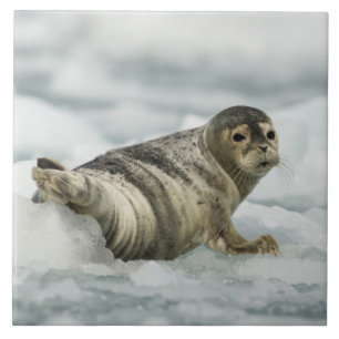 Äkta Baby Seal Kakelplatta
