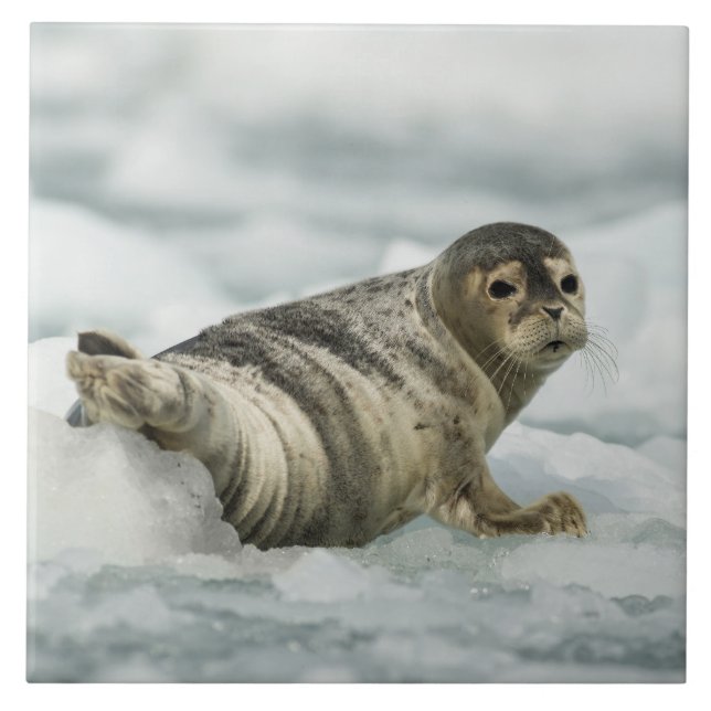 Äkta Baby Seal Kakelplatta (Framsidan)