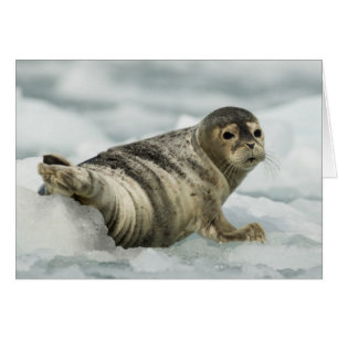Äkta Baby Seal OBS Kort