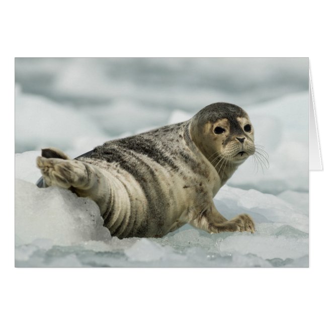 Äkta Baby Seal OBS Kort (Framsidan Horizontal)