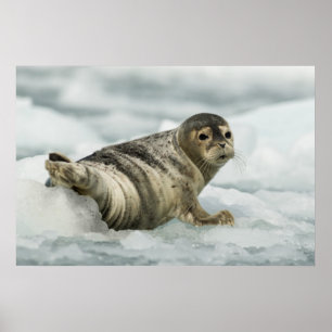 Äkta Baby Seal Poster