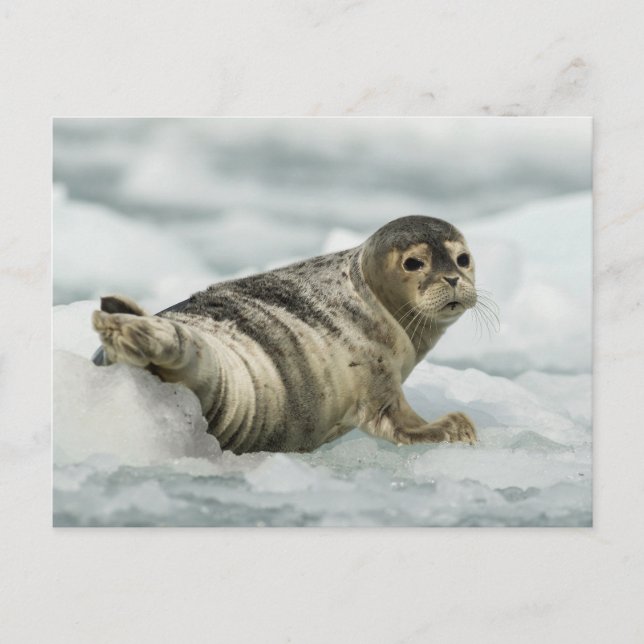 Äkta Baby Seal Vykort (Framsida)