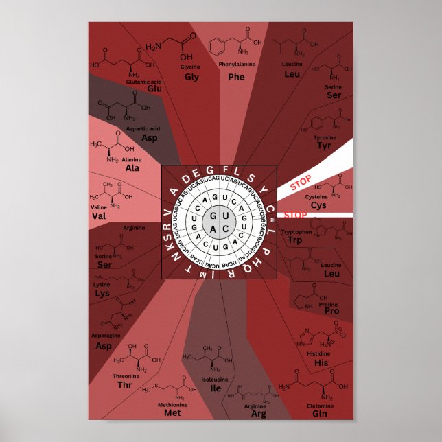 Äkta codon-diagram, hjul på aminosyror i brunt poster (Framsidan)