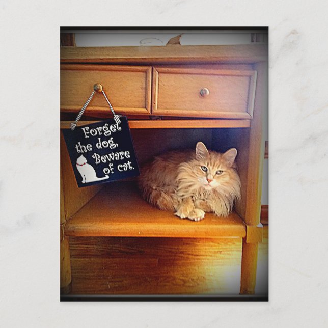akta dig för vykort för katt (Framsida)