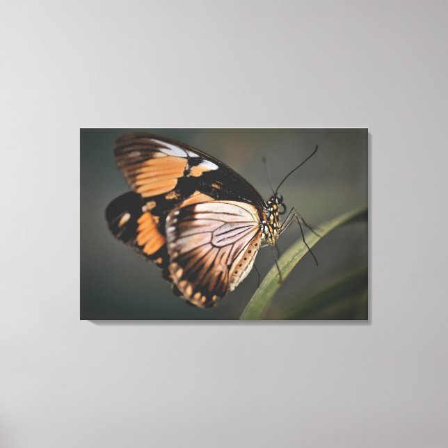 äkta fjäril väggkonst, fjäril, fjäril canvastryck (Framsida)