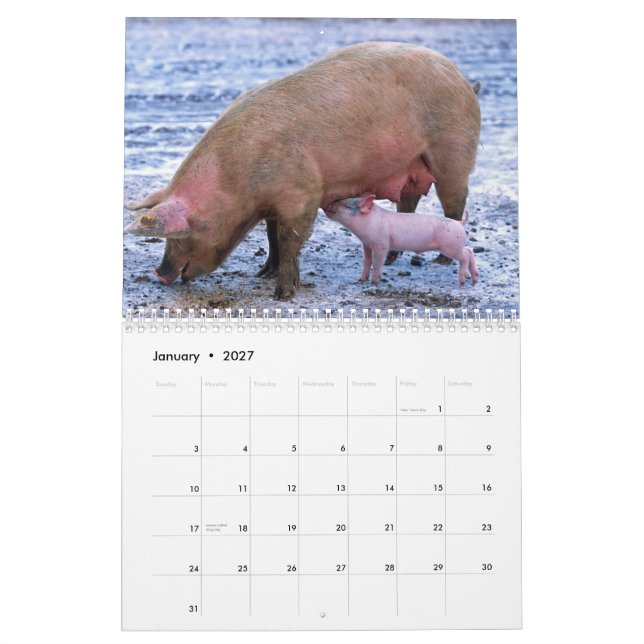 Äkta Grisar 2016-kalender Kalender (Jan 2027)