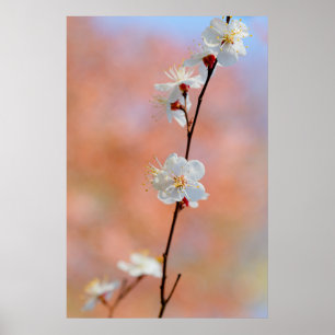 Äkta japanska Apricot Flowers Poster