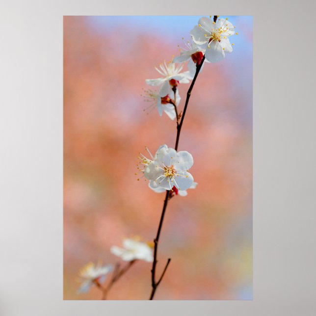 Äkta japanska Apricot Flowers Poster (Framsidan)