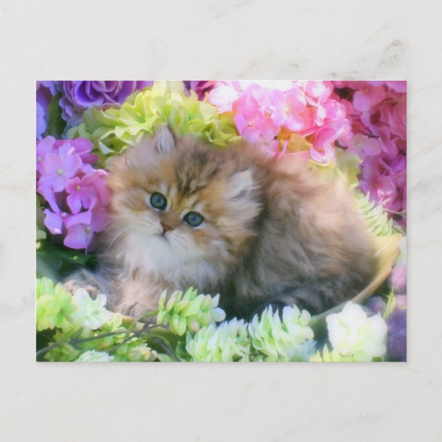 Äkta kittens Fluffy Cats Pets Vykort (Framsida)