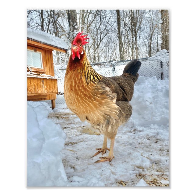 Äkta kycklingar fototryck (Framsidan)
