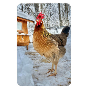 Äkta kycklingar magnet
