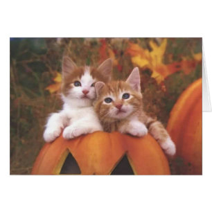 Äkta pumpkin-katter - Anpassade-kort Hälsningskort