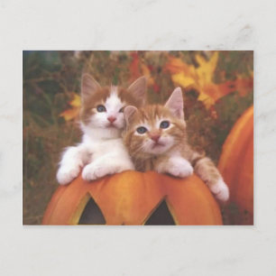 Äkta pumpkin-katter - Anpassade-kort Vykort