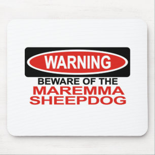 Akta sig av den Maremma sheepdogen Musmatta