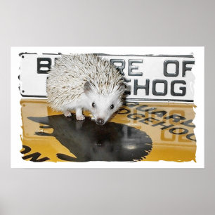 Akta sig av igelkott poster