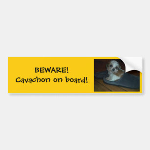 AKTA SIG! Cavachon ombord! Riklig etikett