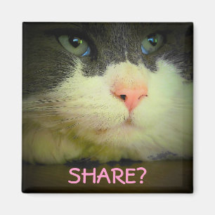 Aktie med kattunge? magnet