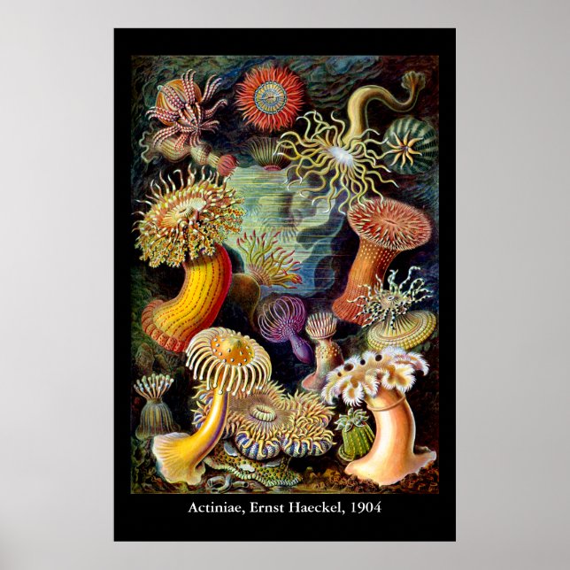 Aktinier av Ernst Haeckel Affisch (Framsidan)
