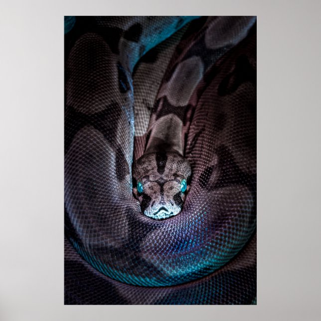 AKTIVERAD BOA CONSTRICTOR POSTER (Framsidan)