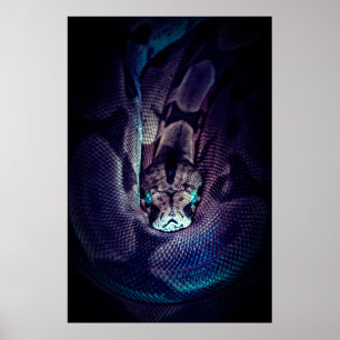 AKTIVERAD BOA CONSTRICTOR POSTER