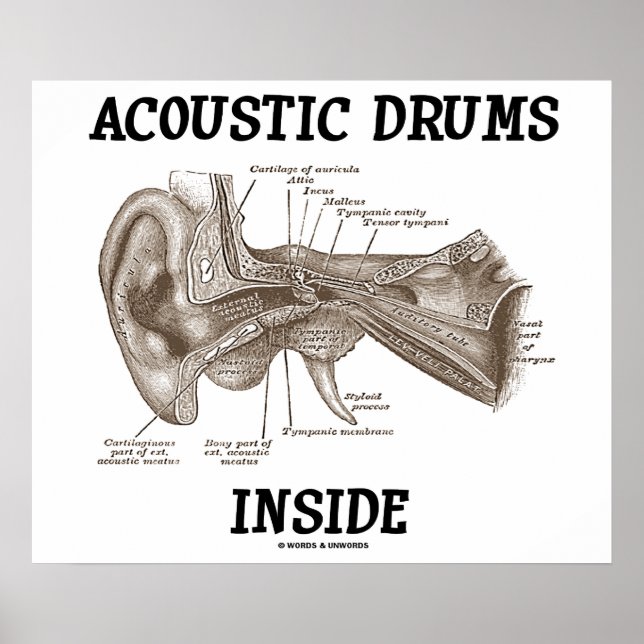 Akustiska drummar insida (anatomi i humant öron) poster (Framsidan)