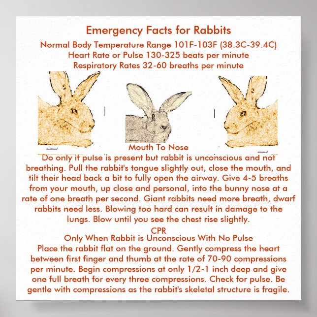 Akut Facts for Flemish Giant Rabbits Poster (Framsidan)