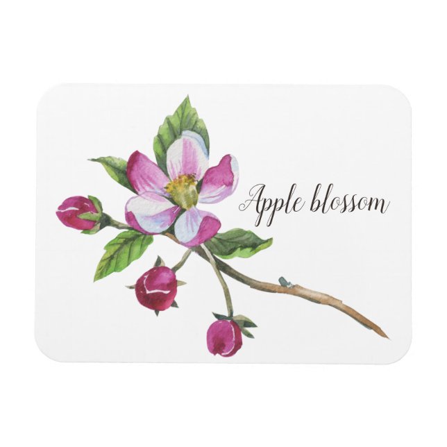 Akvarell Äppelblomster Botanisk Magnet (Horisontell)