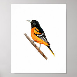 Akvarell Baltimore Oriole Fågelmålning Poster