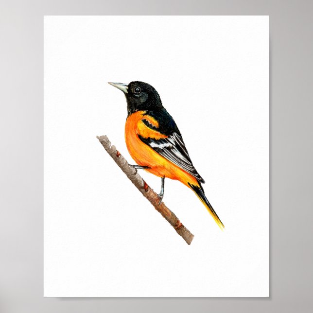 Akvarell Baltimore Oriole Fågelmålning Poster (Framsidan)