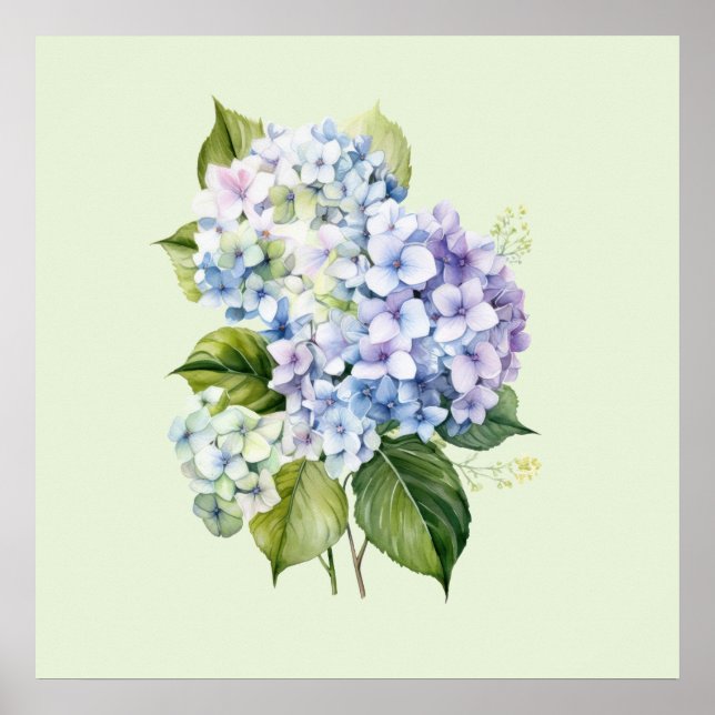 Akvarell Botanisk Blommig Hortensia Poster (Framsidan)