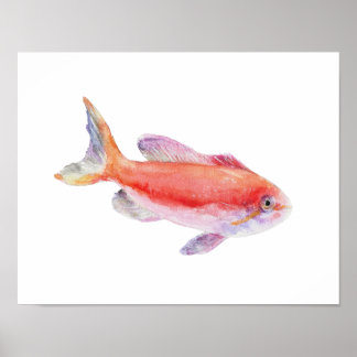 Akvarell Carberryi Anthias Fisk Poster