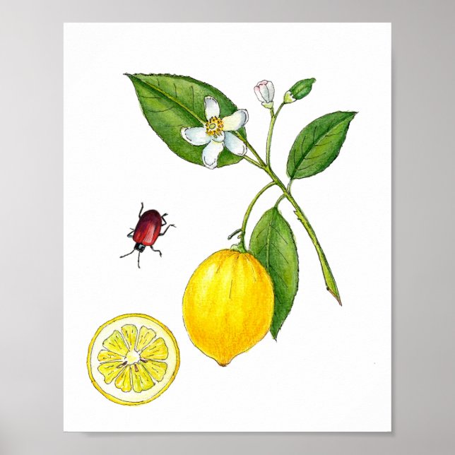 Akvarell Citron frukt botanisk Affisch (Framsidan)