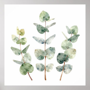 Akvarell Eukalyptusblad Botanisk Poster