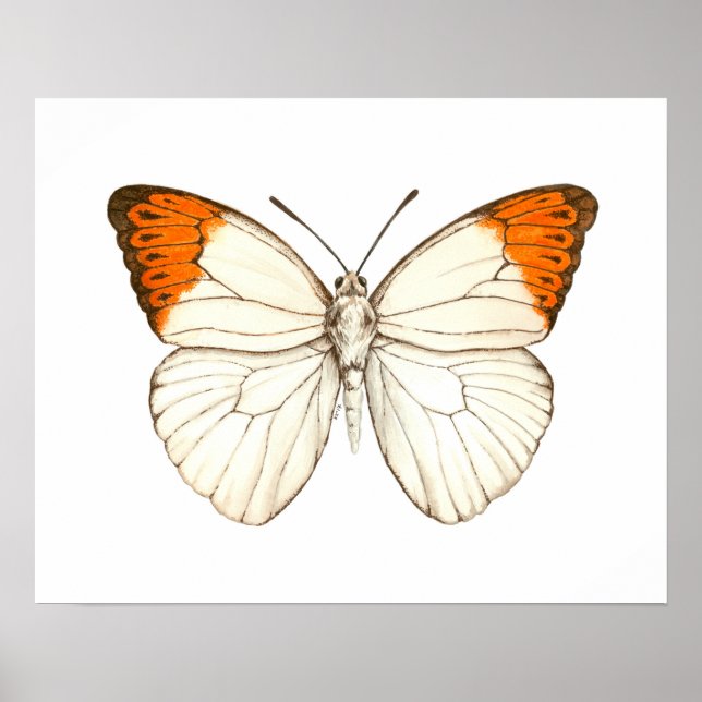 Akvarell fjäril, stor orangespets poster (Framsidan)