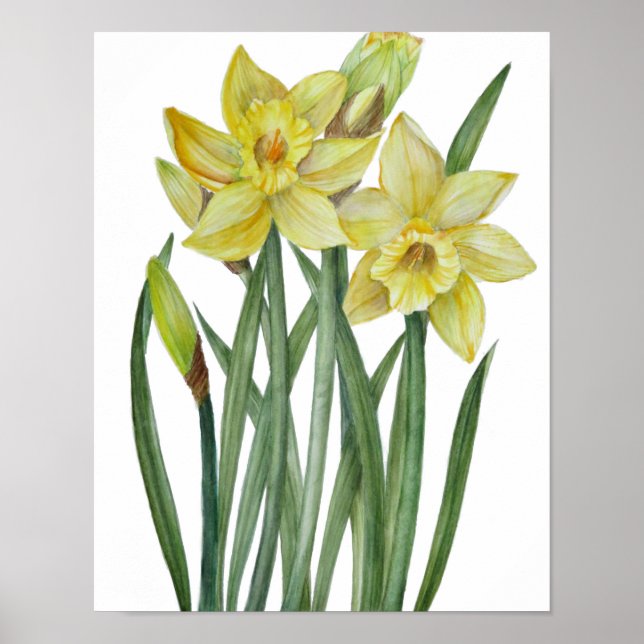 Akvarell Gula Narcisser Botanisk Illustration Poster (Framsidan)