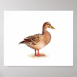 Akvarell Kvinnlig Gräsand Fågelmålning Poster